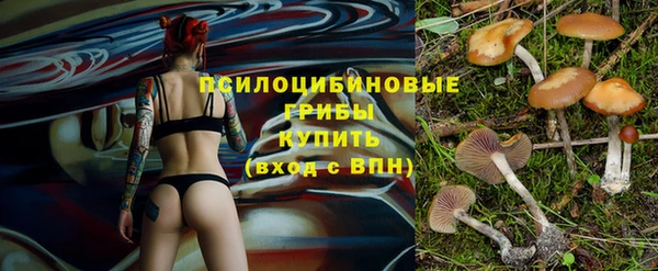 сатива Аркадак
